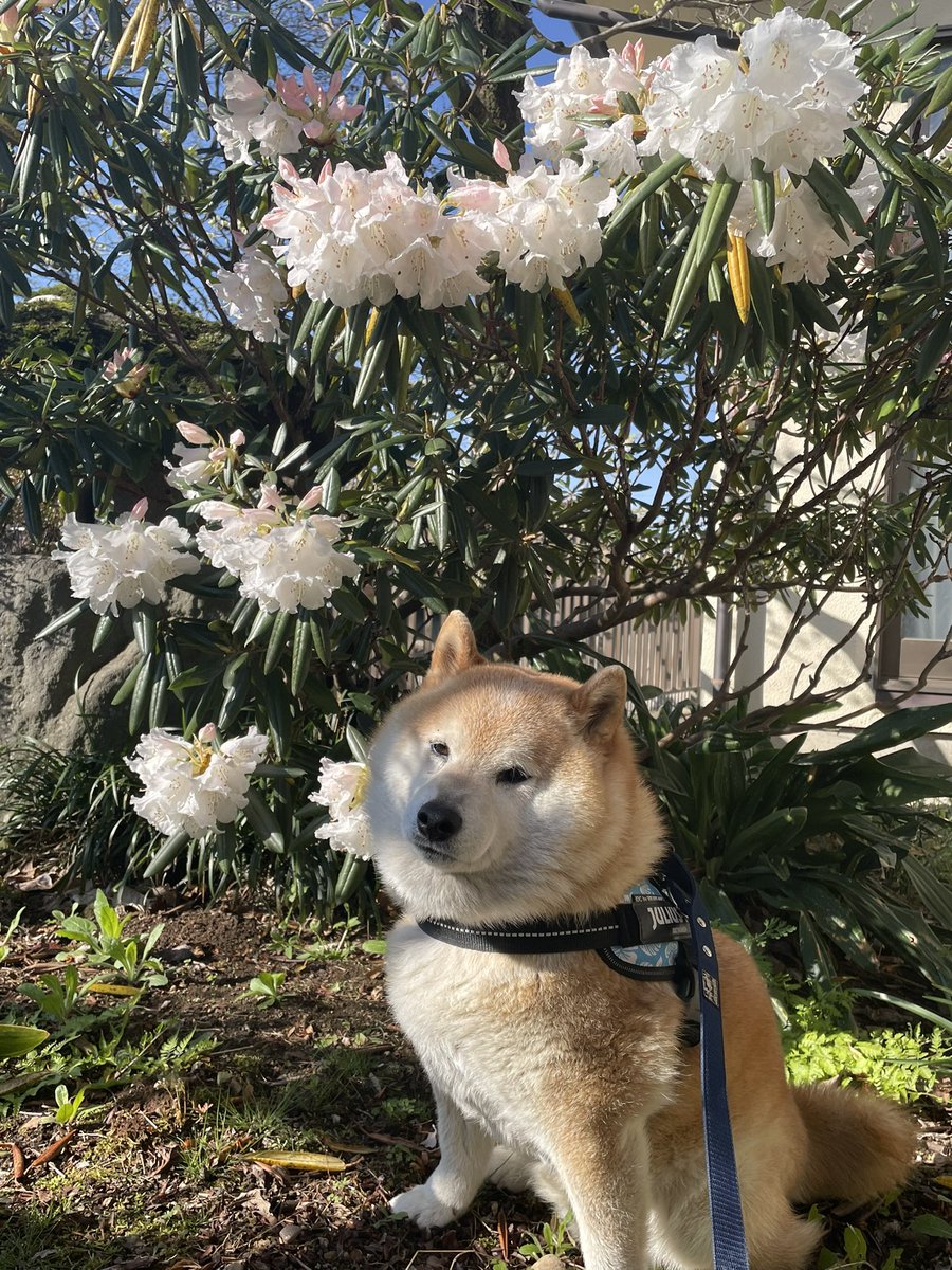 柴どん tweet media