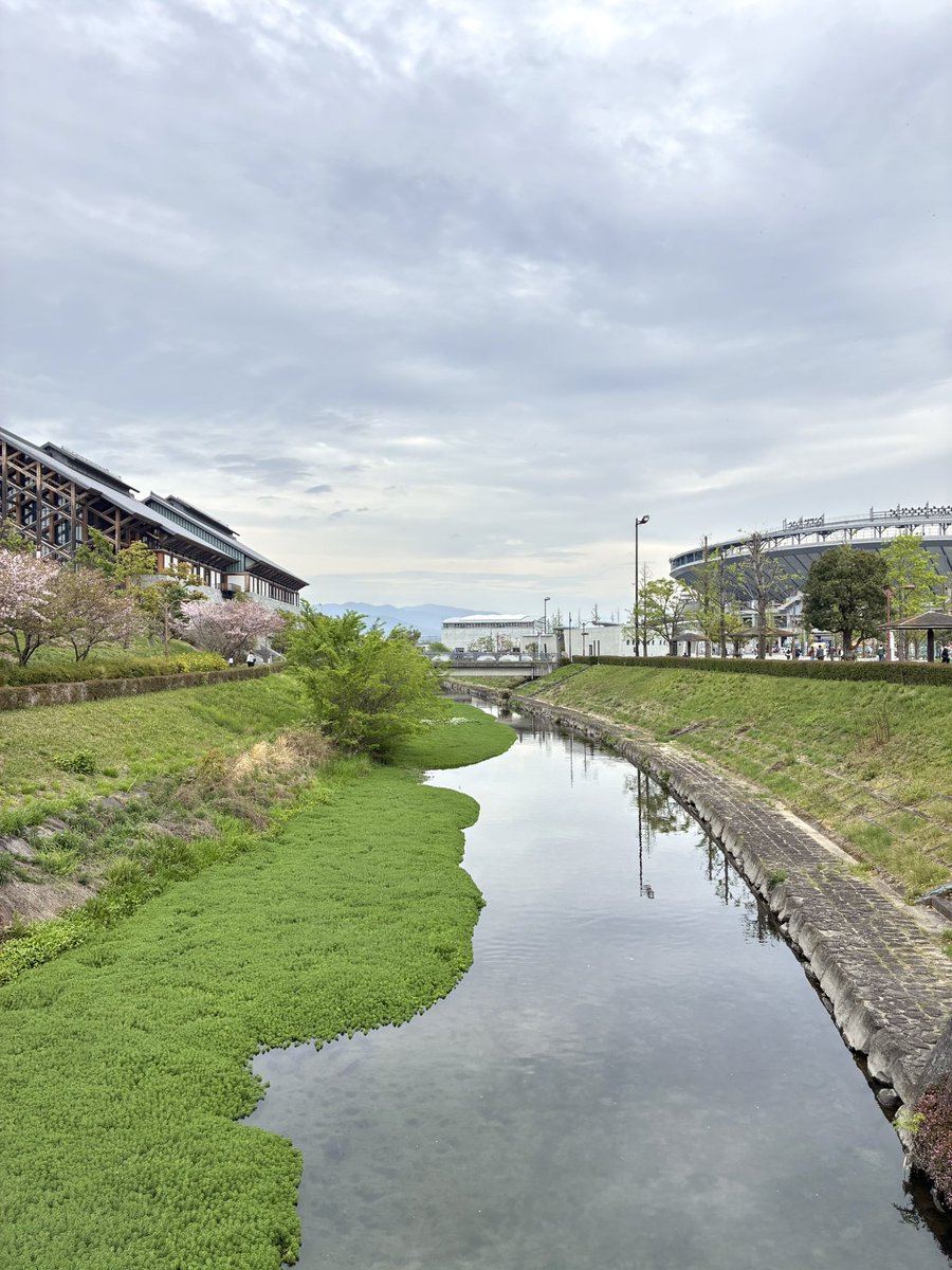 松山坊ちゃんスタジアム遠景。3万人収容可能な素晴らしい球場です。
2026.4.14【DeNA vs ヤクルト】
#baystars #ベイスターズ