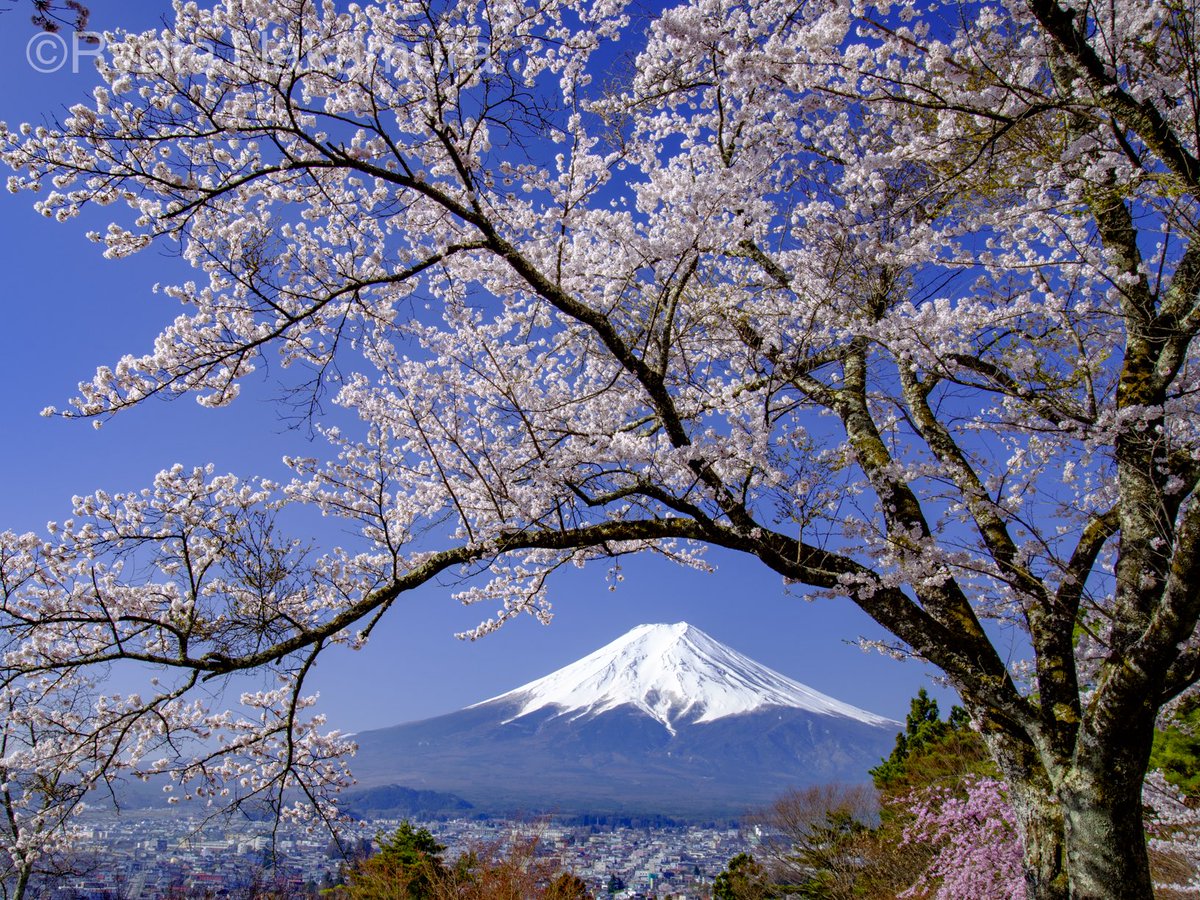 Ryota@富士山写真家 tweet media