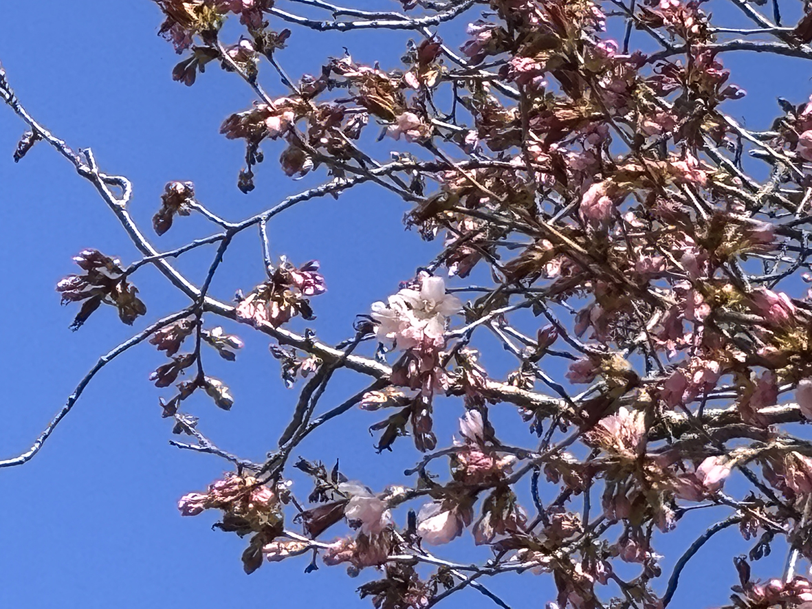 北海道大学理学部 tweet media