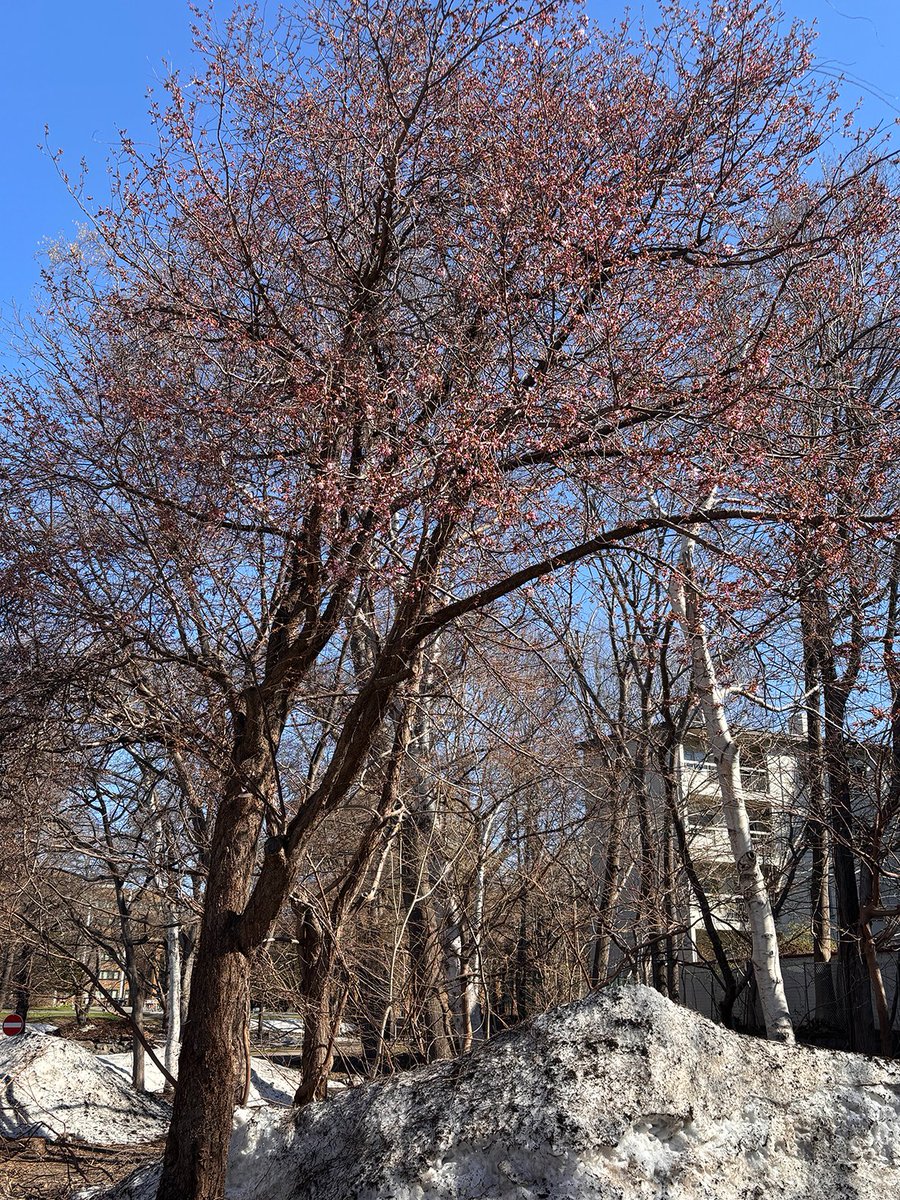 北海道大学理学部 tweet media