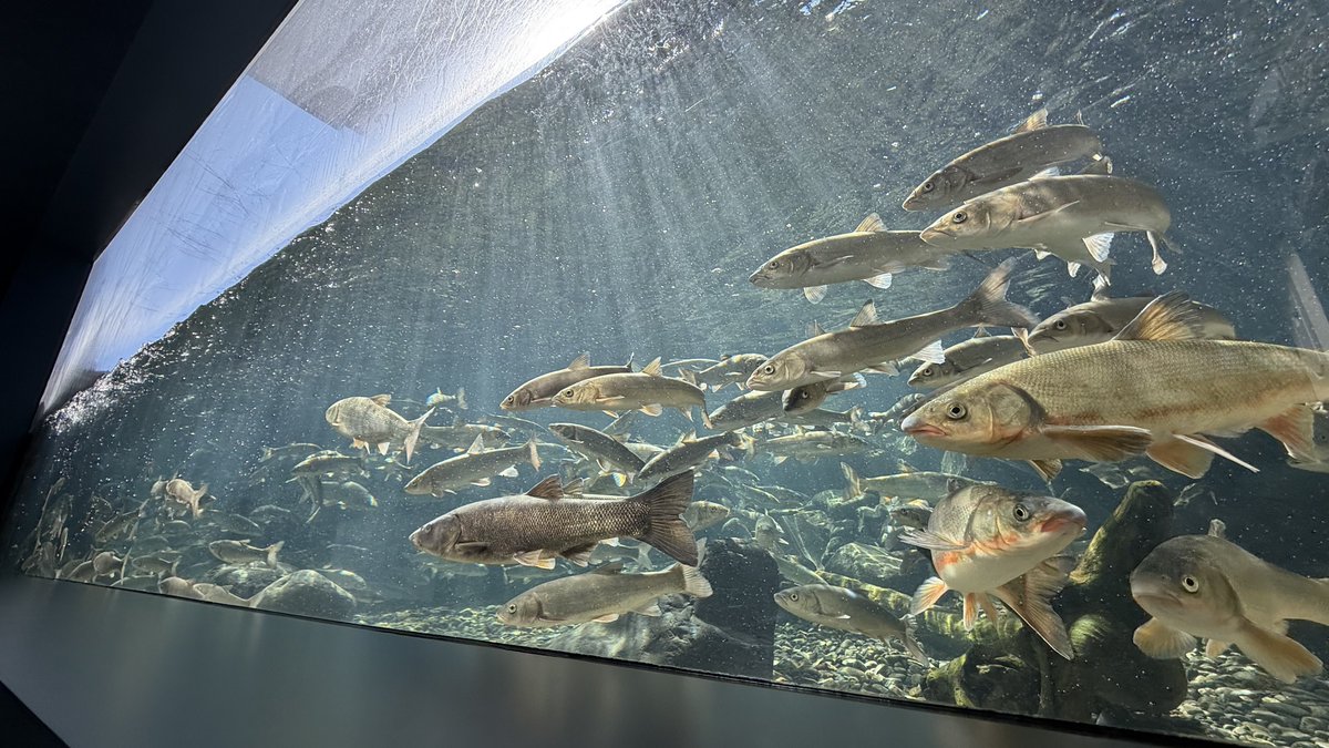 今年も四季の水槽にて、北の大地春のウグイ祭りが始まりました。道内で見られる3種のウグイが河川へと集まり集団で繁殖を行う様子を再現した展示をご覧いただけます。
