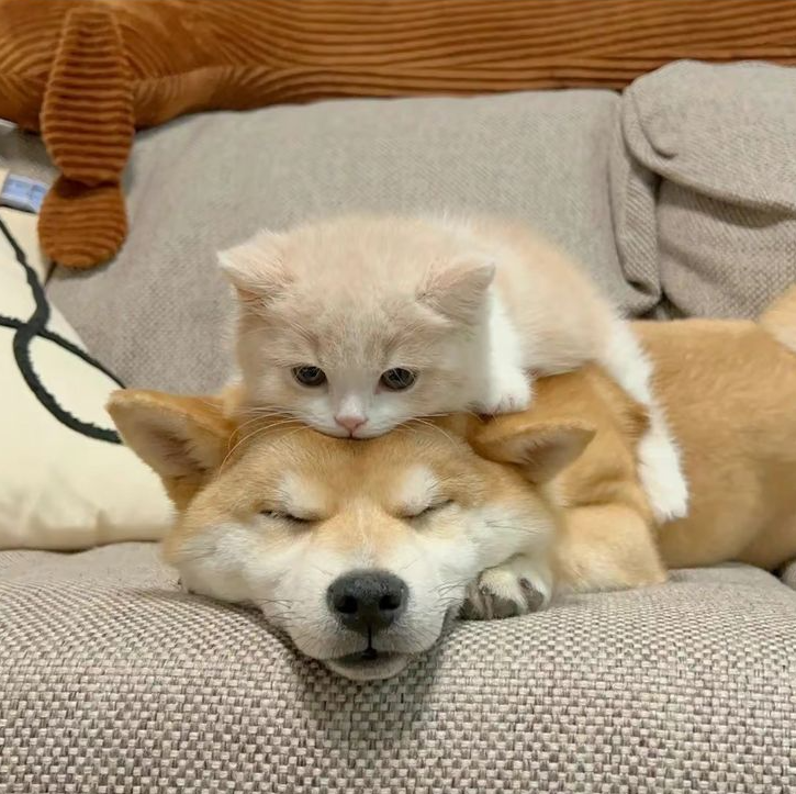 햄십구만햄천원 tweet media