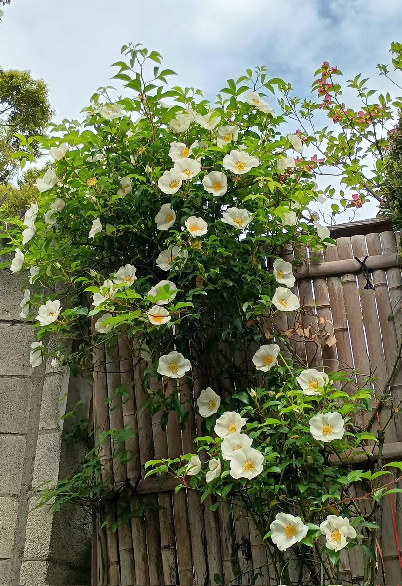 Kazumi Kaneko tweet media