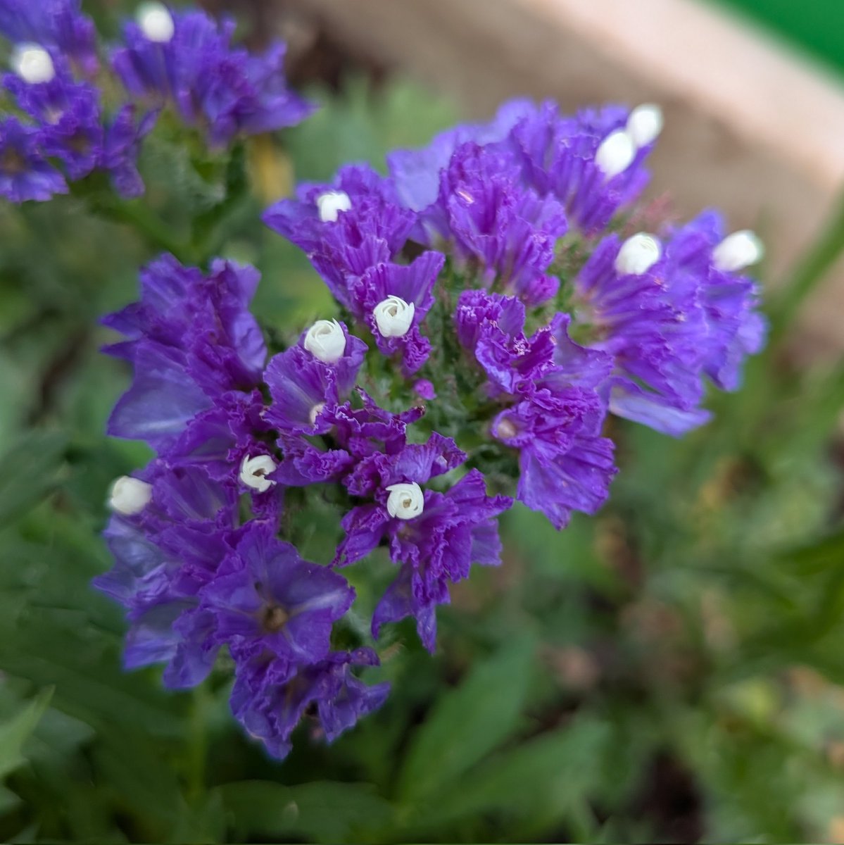 ねしあ．🍜🥔 tweet media