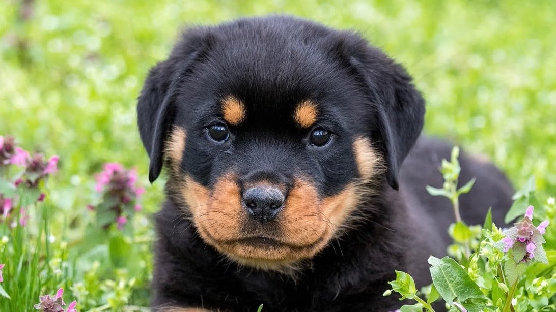 saurheart (@saurheart) on Twitter photo 