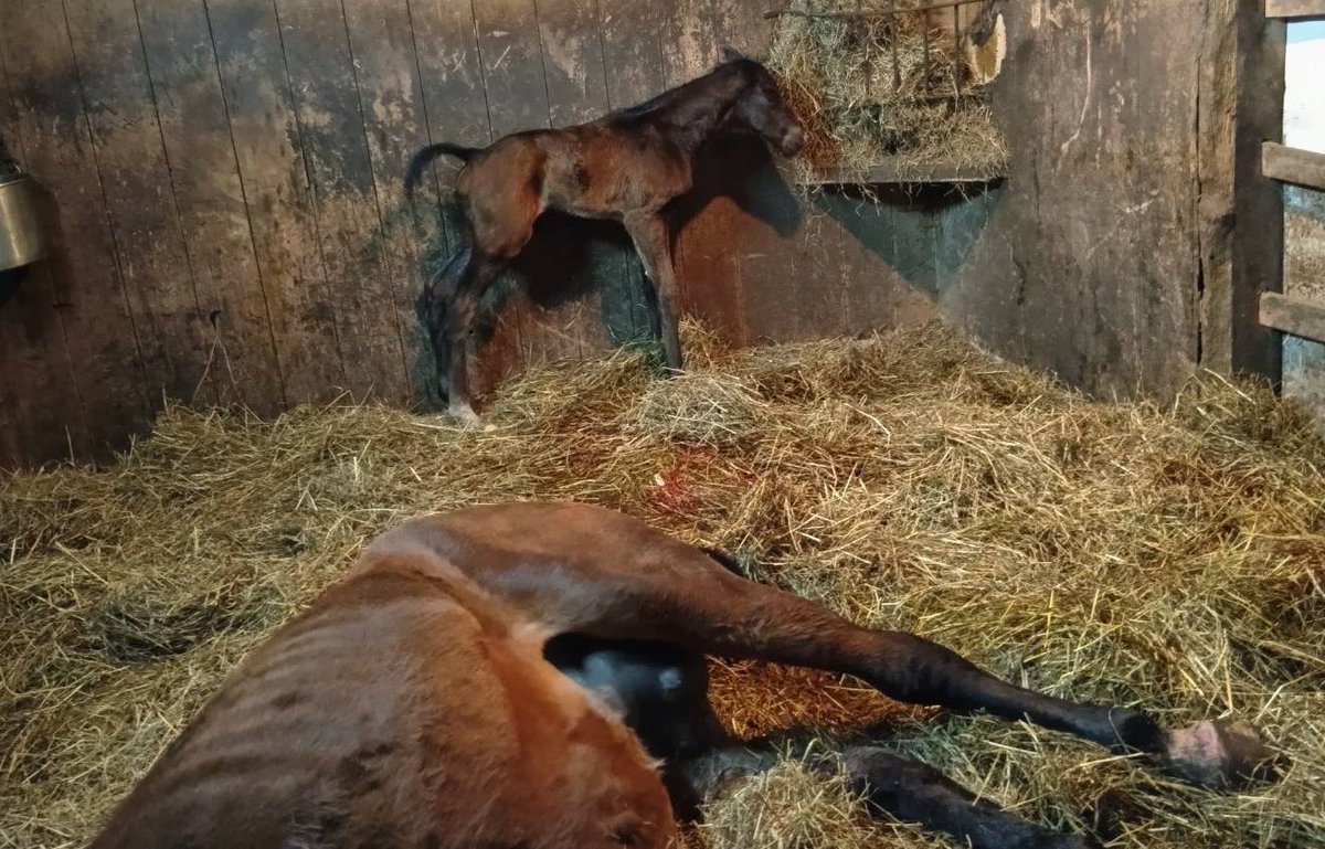 馬主秘書🦋 tweet media