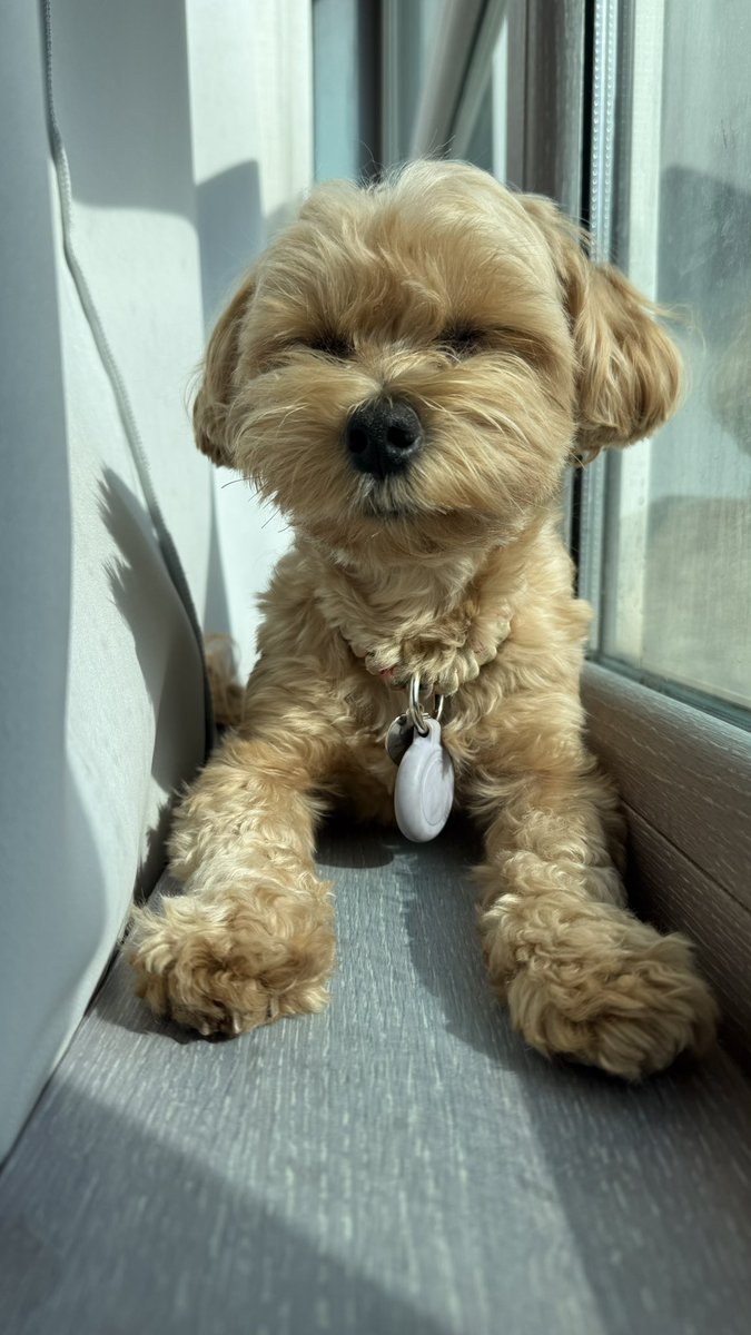 스타견 낫또 tweet media