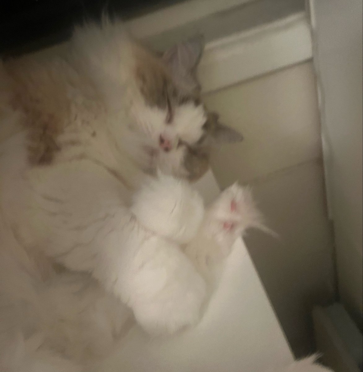 Windborne Bard .ᐟ ᢉ𐭩 tweet media