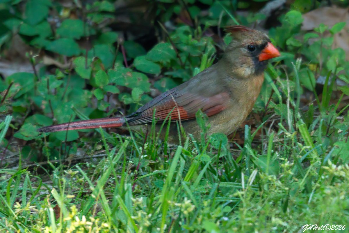 ghholt's tweet image. A Northern Cardinal on the back lawn.
#northerncardinal 
#TwitterNatureCommunity