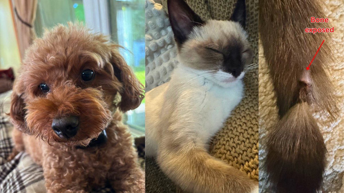 ForTheLoveAlex's tweet image. HELP 2 INJURED PETS WITH 1 DONATION! 🐈 🐕 Ozzy and Ziggy need urgent veterinary care. Donate now to save them! 😿💔 Help here: on.ftloa.org/4tbT44n #fortheloveofalex #helping #cat #dog #veterinary #caring #animalwelfare #charity #donate #woof #meow