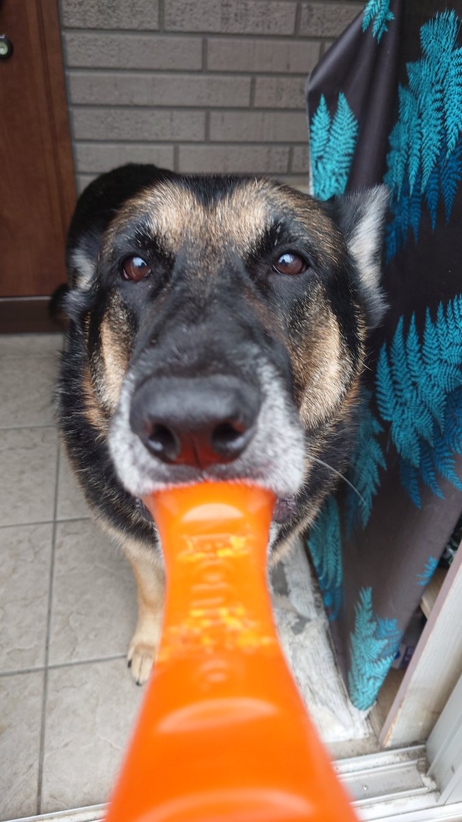 この重たいおもちゃを飼い主の足の上に落とすのが特技です