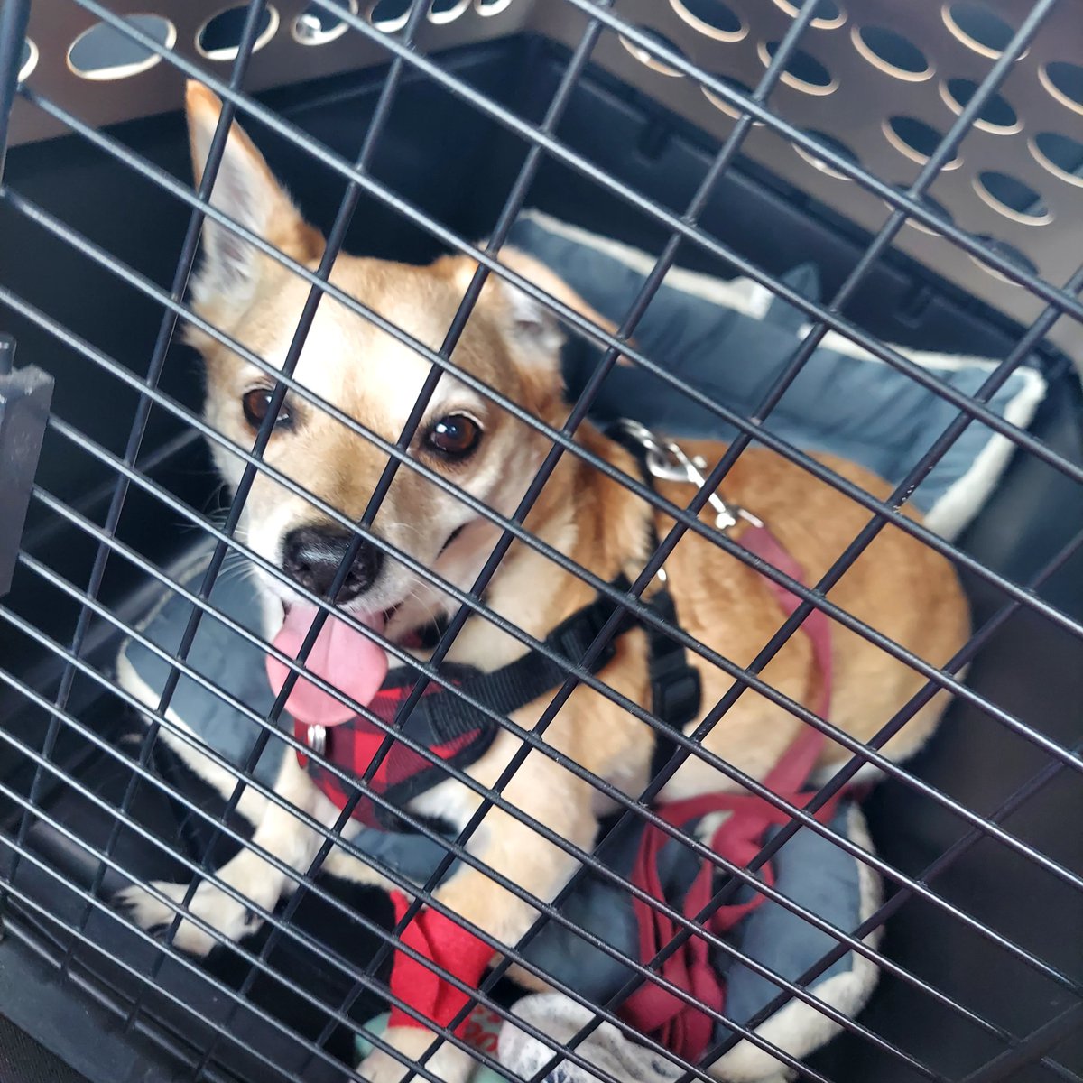 Megami33's tweet image. Somewhat hectic day, but it's all good. Almost was late for Remi's checkup/dental, but the boy is all good! Kind of jealous he's got better insurance than me, which is like nothing, ha heh ugh... Well, he's worth it! Anyway, Happy Wednesday, ya'll! 🐶💖 #puppylove