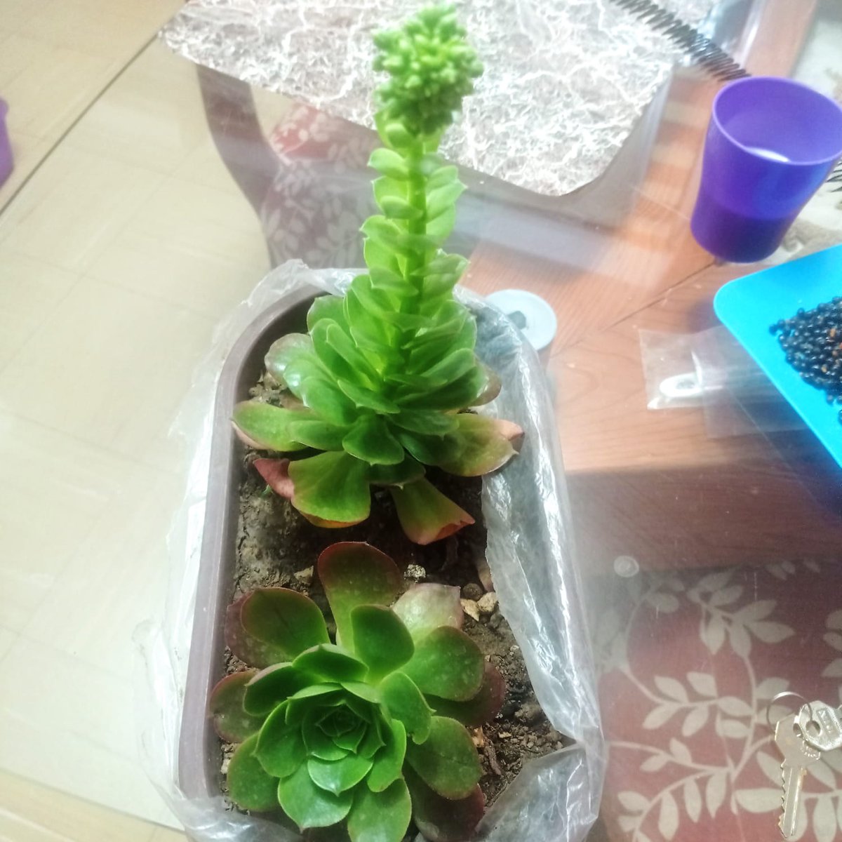 Fito Corleone tweet media