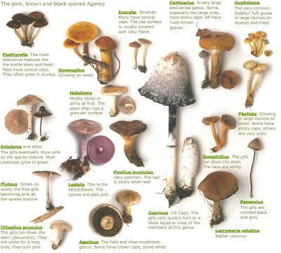 pawpaw_ray's tweet image. 🍄It is “Mushroom Day”🍄
#Kids challenges:
😋Uncover the #NutritionalValue of mushrooms!
😋Learn how mushrooms are grown!
😋Find 5 #recipes that use mushrooms!
😋Learn Poisonous Mushrooms from Edible Mushrooms!