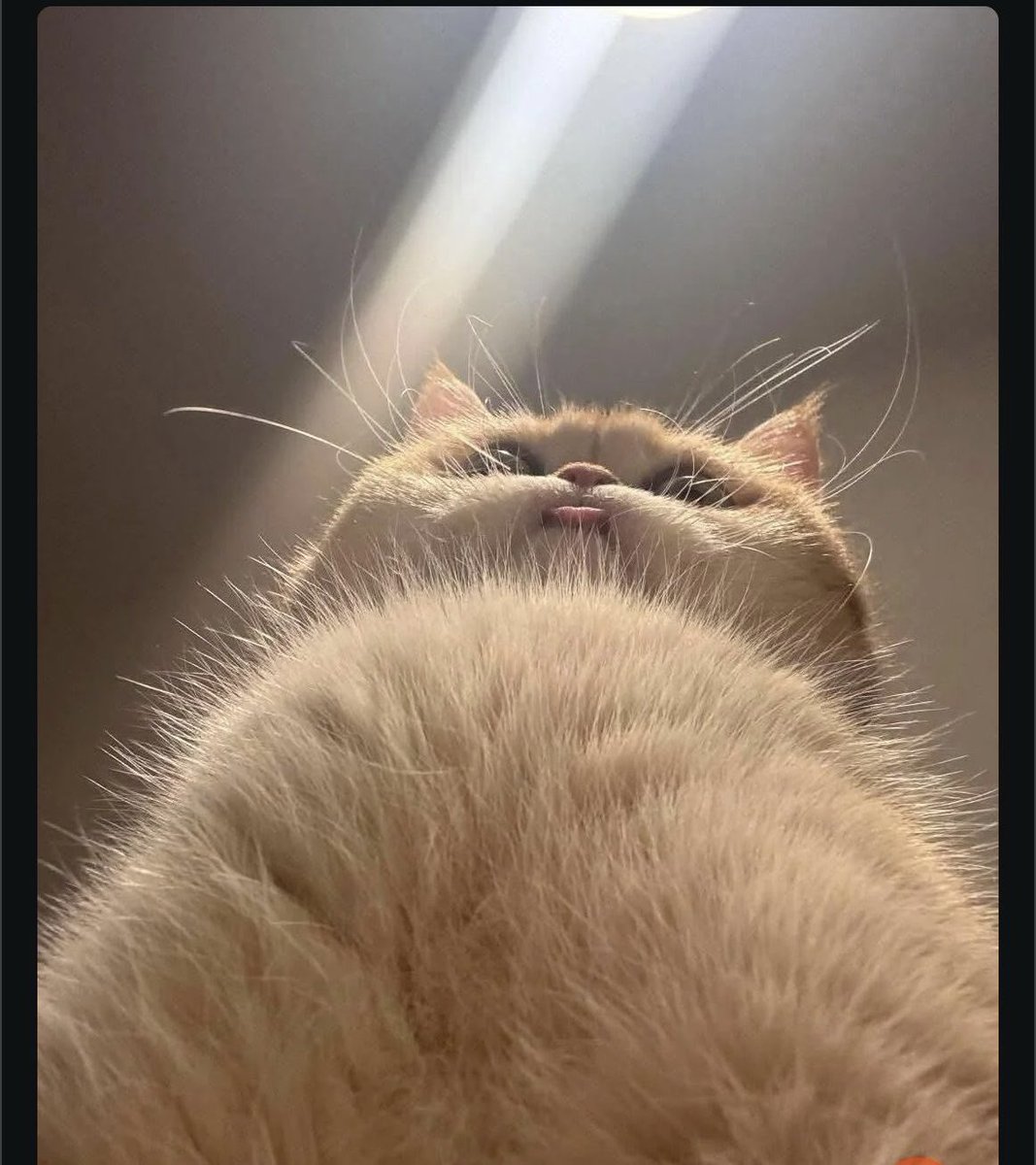 5MiTm4sTaF13x tweet media