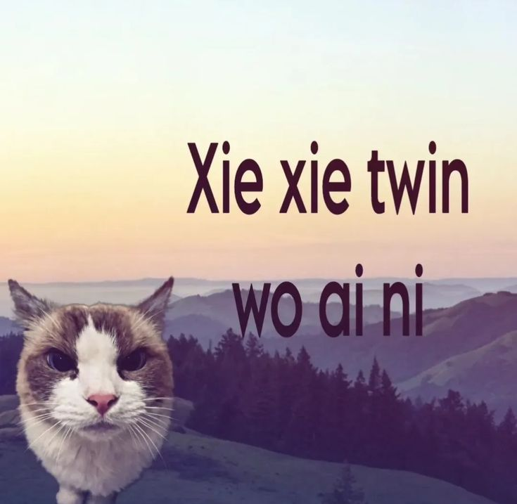 MUSHI escritório jurídico fandom 💥 tweet media