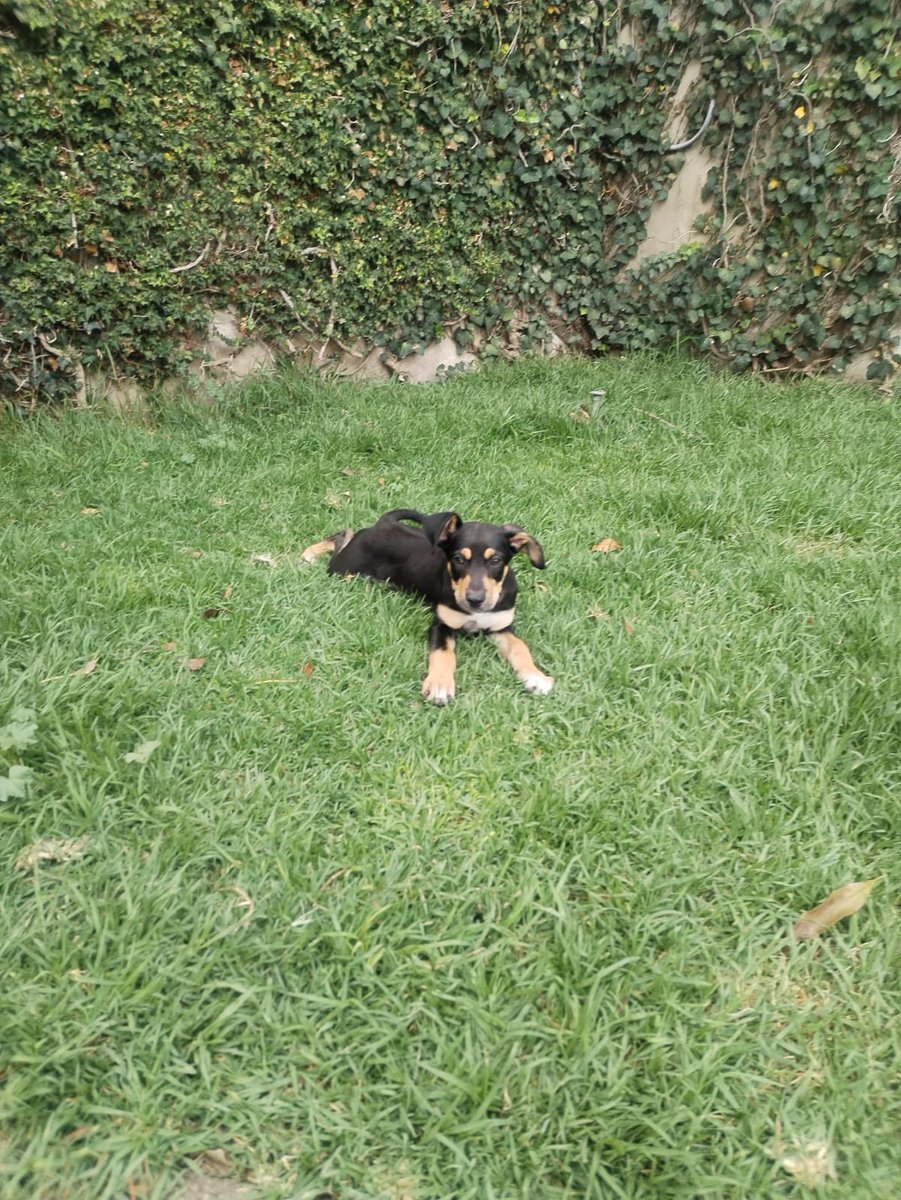 Firulais a salvo tweet media