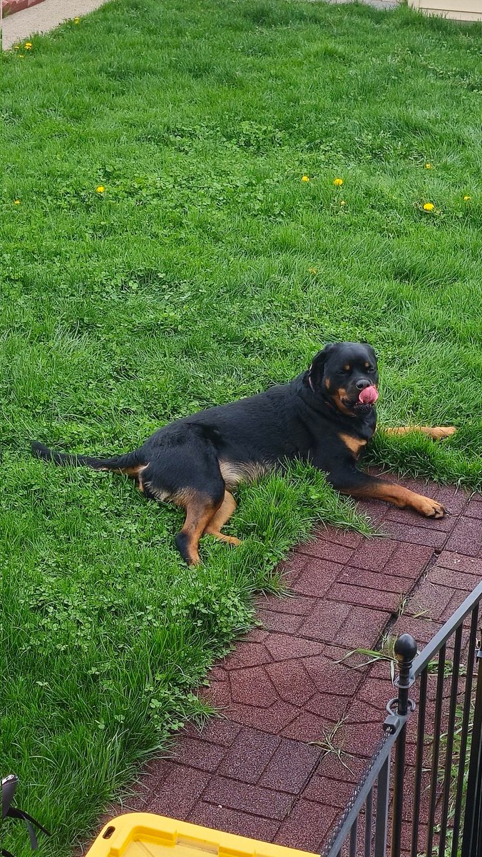 BobB 🇵🇱 tweet media