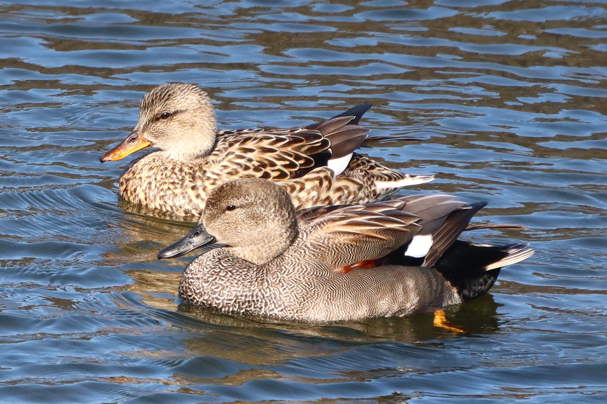 冬鳥2026年我慢大会、開催中。
最後まで残っている冬鳥は誰でしょうか。

#オカヨシガモ
#日本野鳥の会ひょうご
#おうちdeバードウォッチング