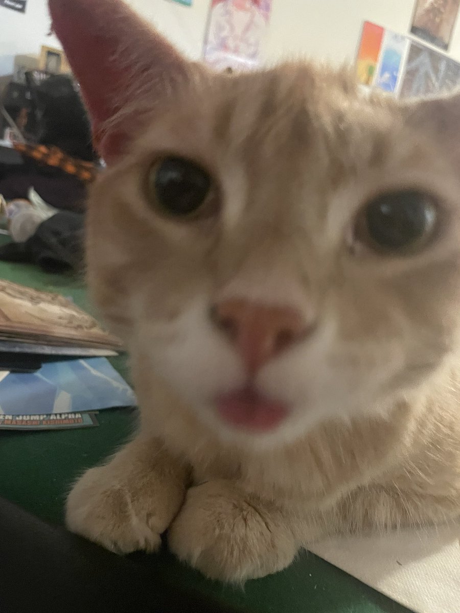 Xarra223206's tweet photo. @DEUS_WF @PlayWarframe Not puper but still my son https://t.co/21Pr1tIfrZ