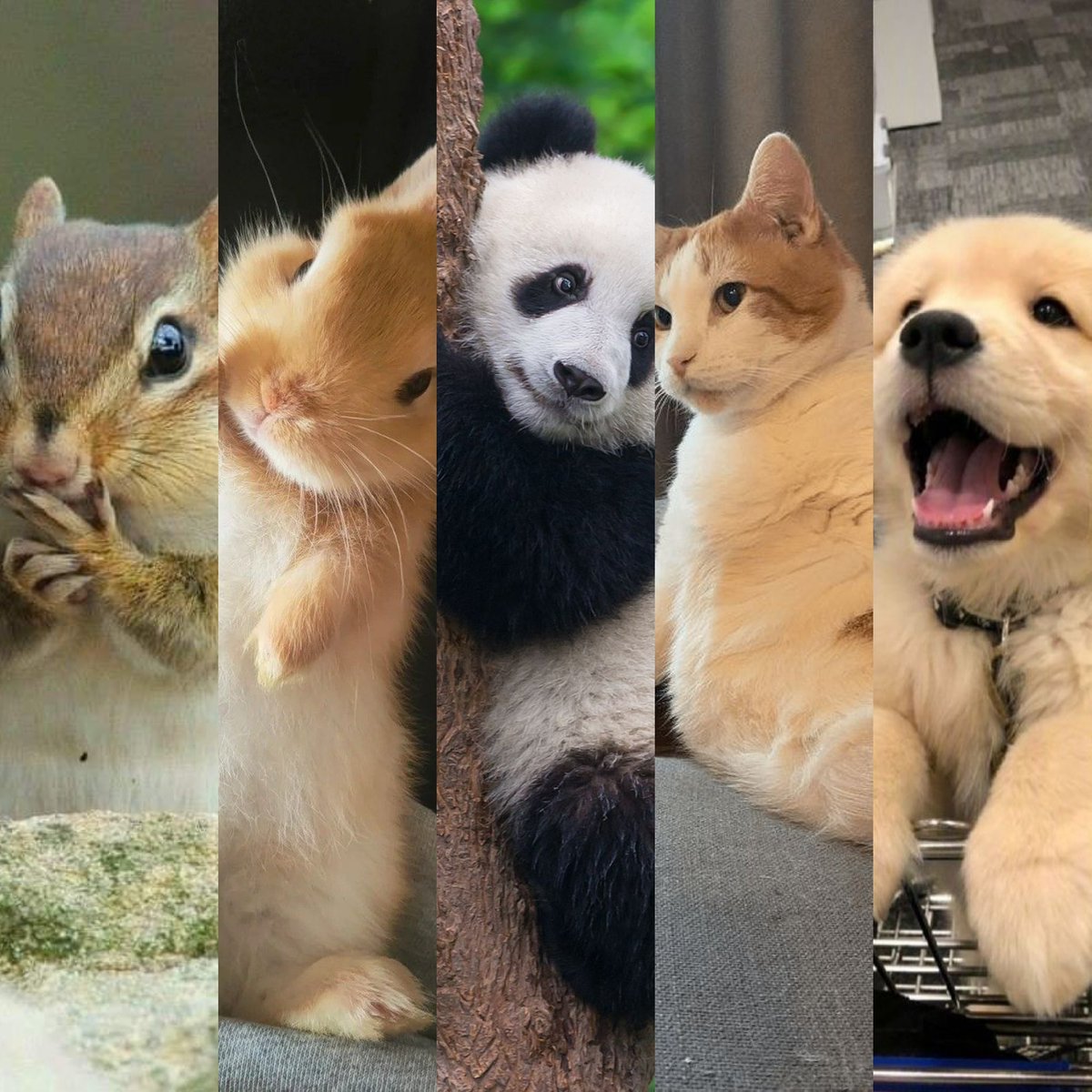 dearhaoya FINAL!! COLLECT STARDOM REMATCH tweet media