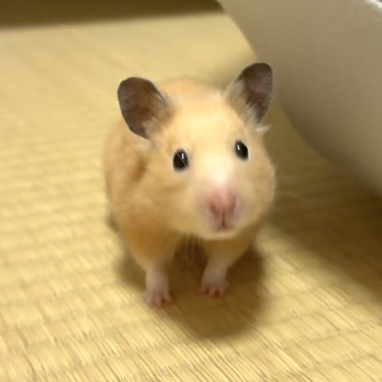 𝒑𝒊𝒏𝒐 tweet media