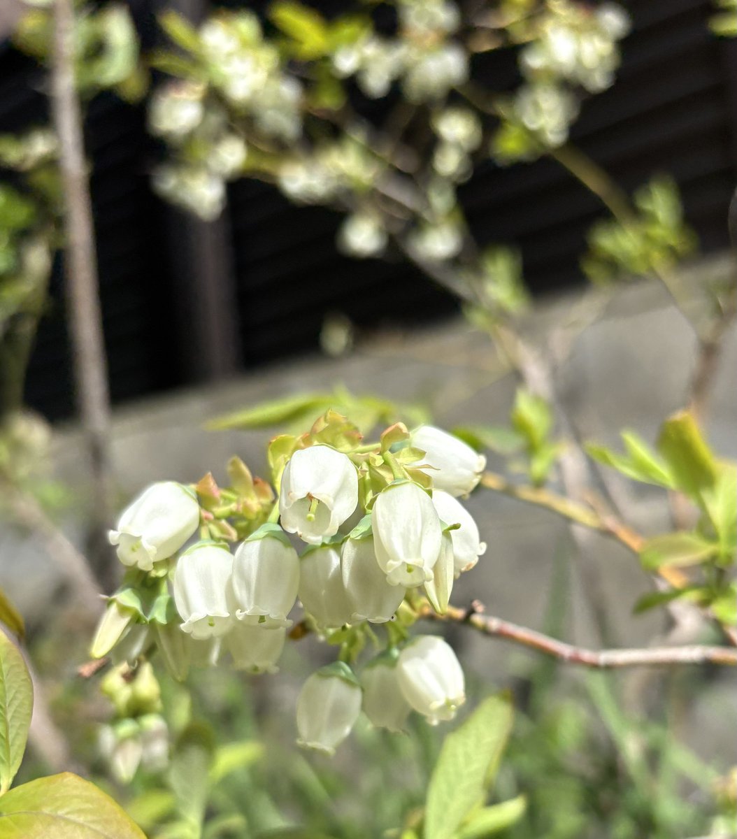 🌟pi-po244🎸👖🎵📎🐶 tweet media