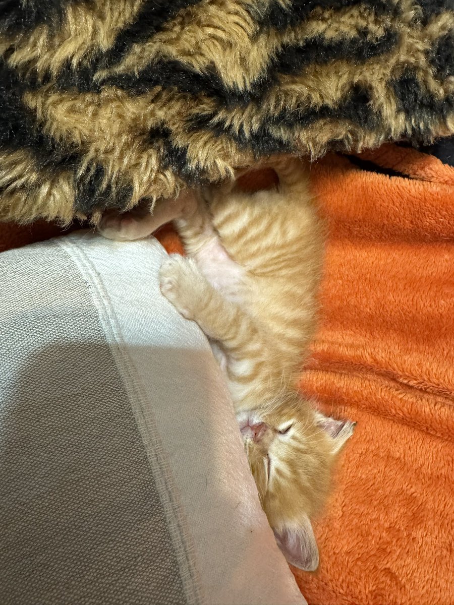 makoto POOL tweet media