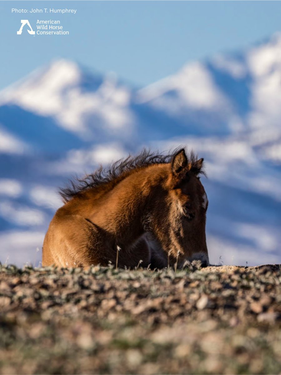 FreeWildHorses's tweet photo. ๐ฑ This little bitty Fish Springs foal is our one and only baby this year. As all foals are, Princess is very attached to her mama. Our hearts warm to see this pair living wild on the range! ๐
#FishSprings #LandConservancy #babyhorse #momandbaby #foal https://t.co/TMzhHk4UbW