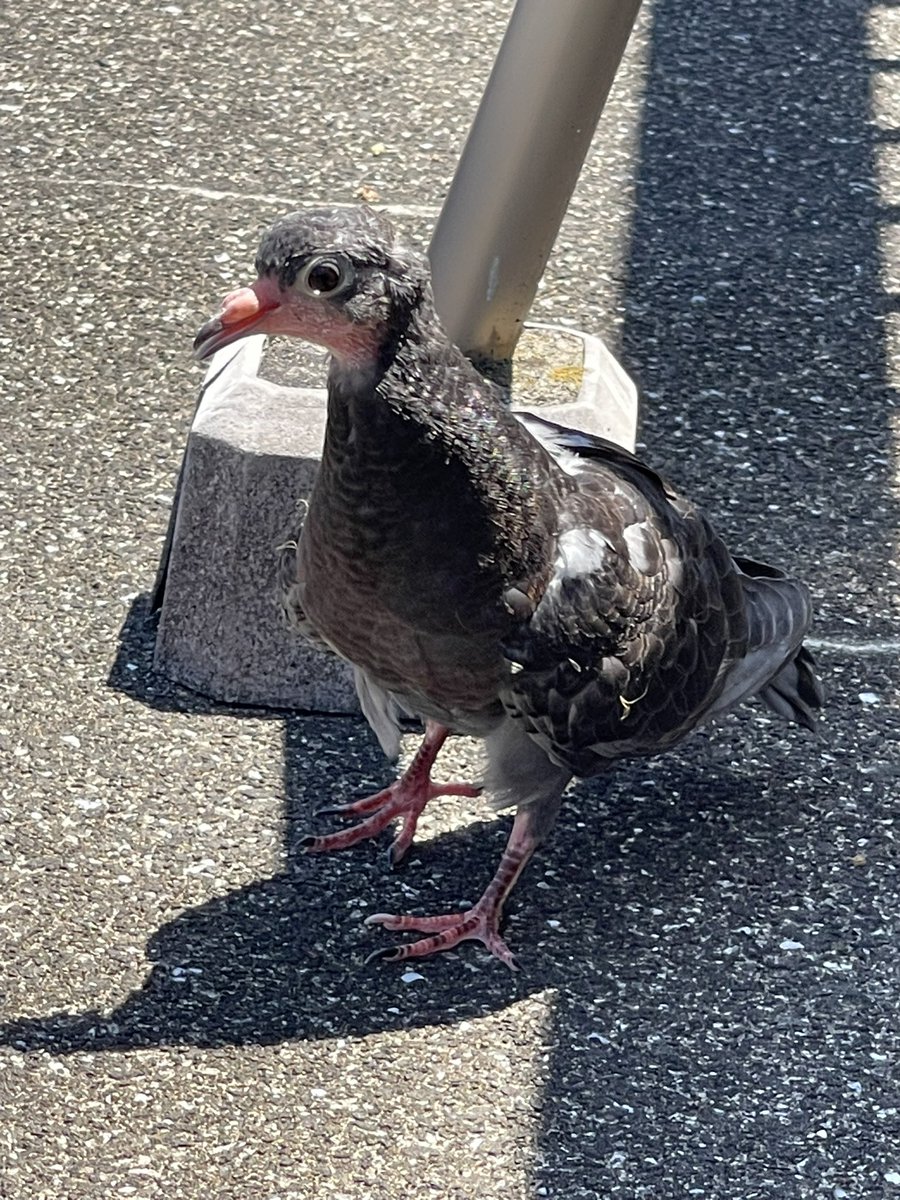 TabyRuna's tweet photo. チビりんの成長🐦
#鳩 #顔かわいい https://t.co/wdhaGPuaUn