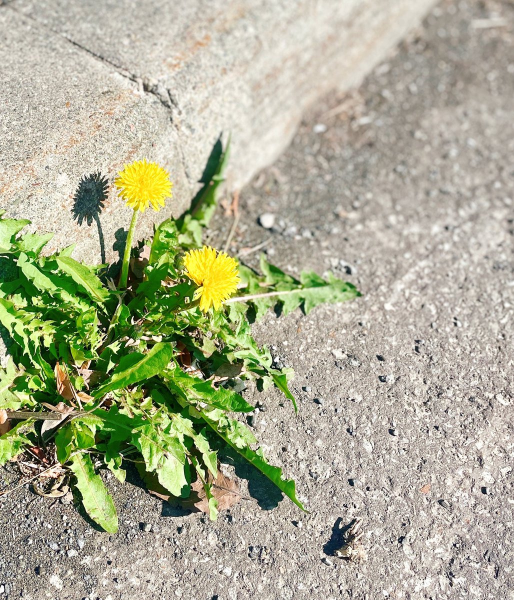 めろ🍈 tweet media