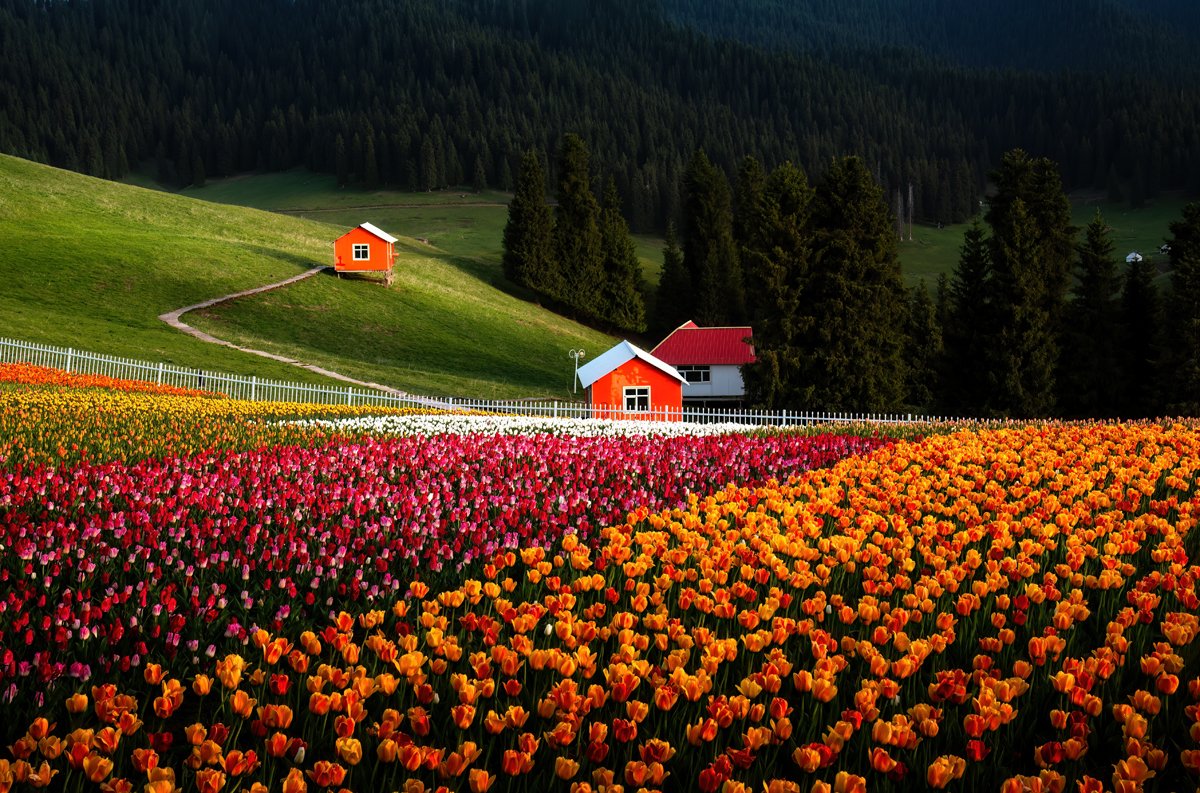 何以中国（互fo） tweet media