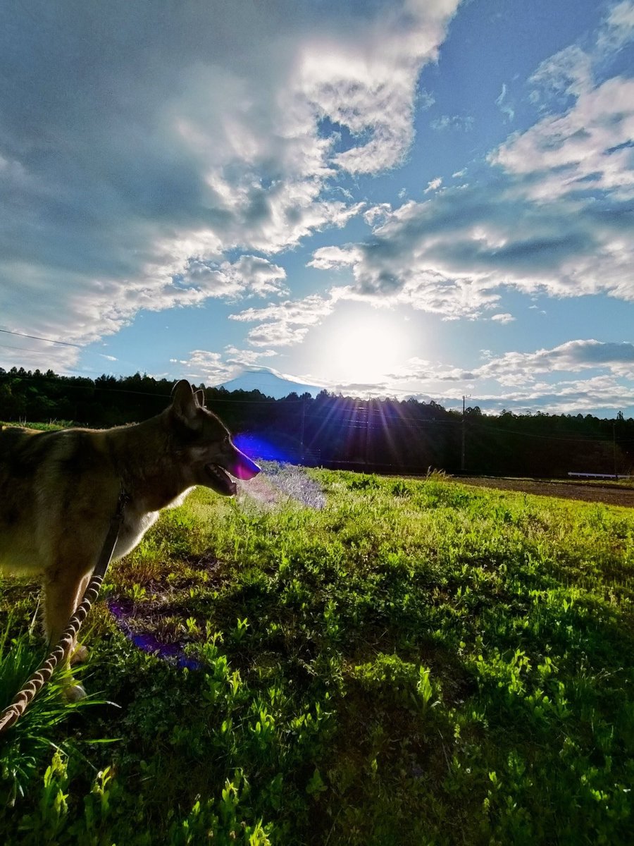 おはようございます。雨の後の素敵な朝と素敵な九条さんです。
#九条　#狼犬