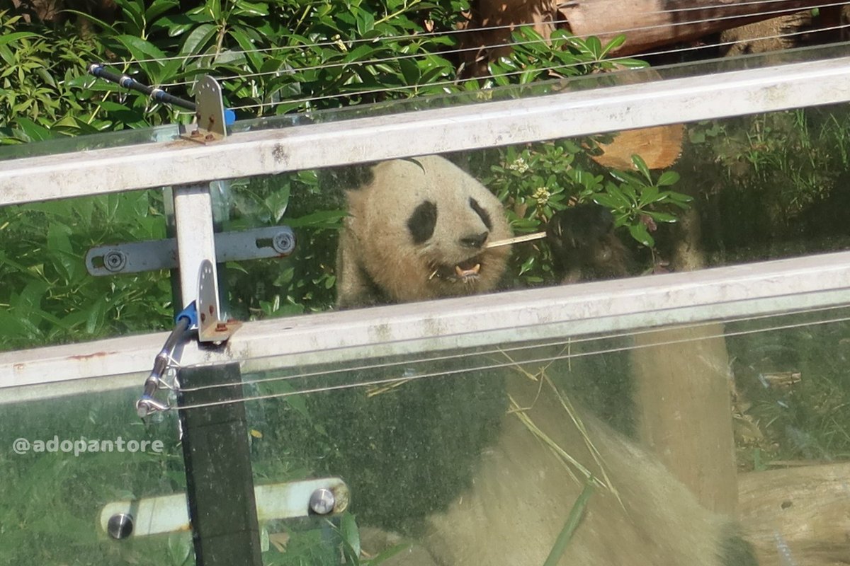 アドパントレジャー tweet media