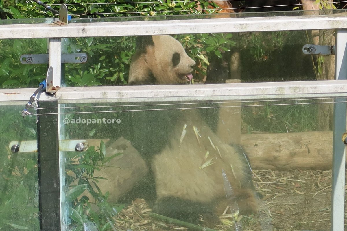 アドパントレジャー tweet media