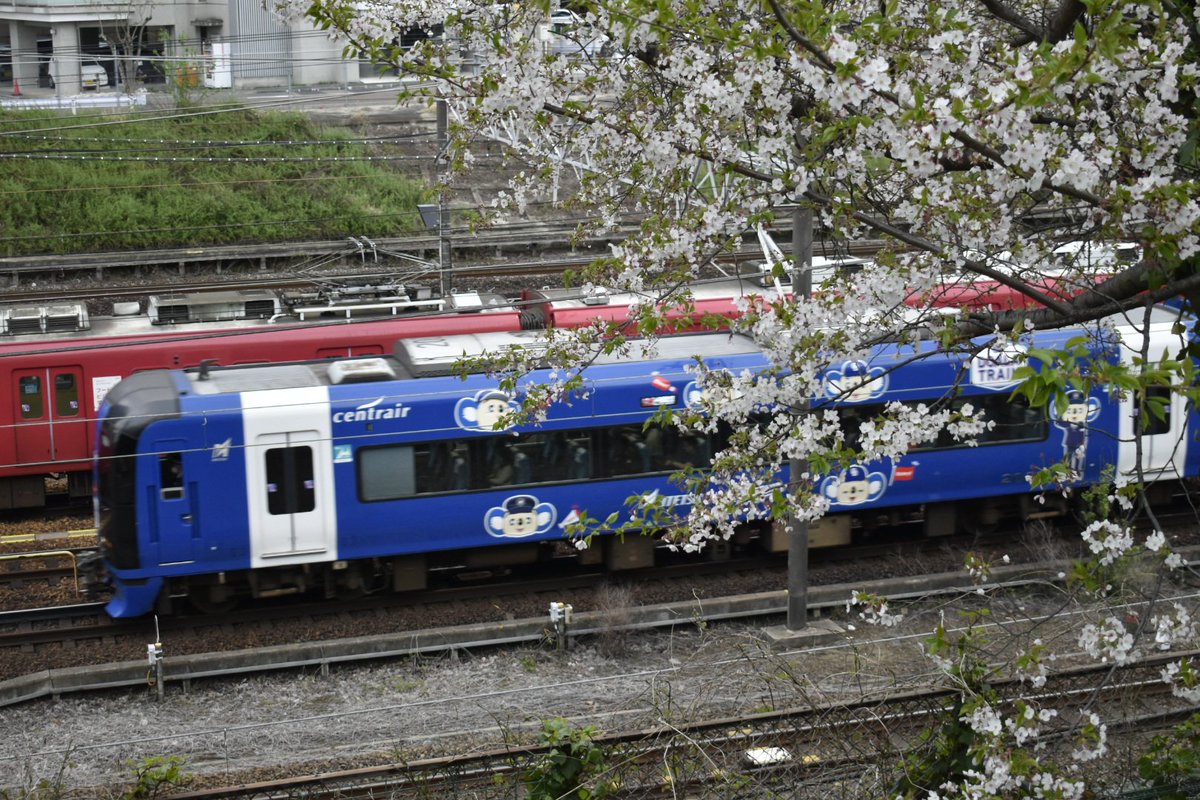 NNbH9VkRJxkmf0m's tweet photo. 2003F ブルーミュースカイ( ドラゴンズ DOARA TRAIN)
#ドアラトレイン #ブルーミュースカイ
#ドラゴンズ #2003F #ドアラ https://t.co/4wNU71SntN