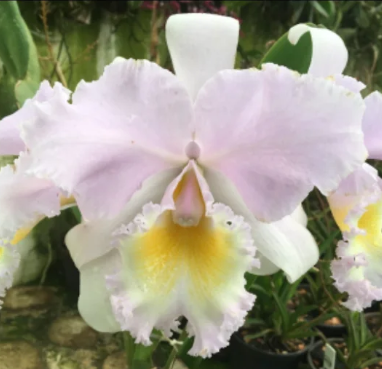 ConfidentialUn's tweet image. Cattleya Empress Bells 

#orchids #plants