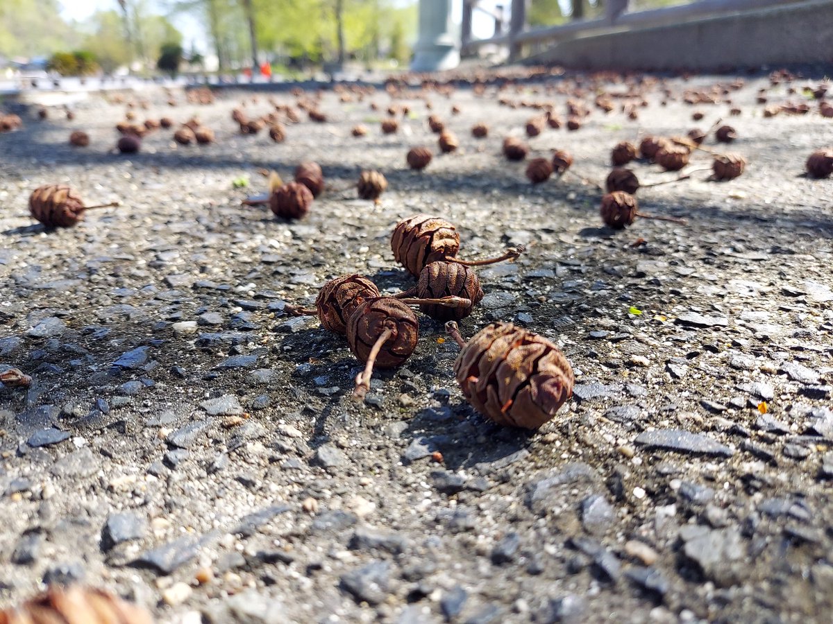 笠岡市立カブトガニ博物館【公式】 tweet media