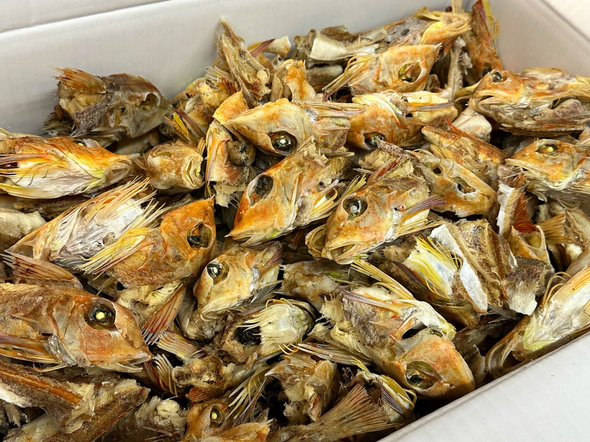 満天うどん カジバノバカヂカラ tweet media