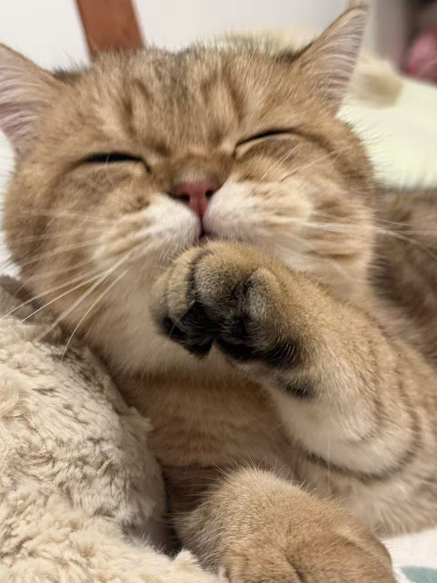 纯情小狗🐾 tweet media