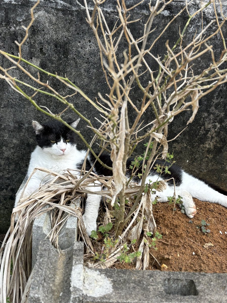 カ・リーベ🍛与論島のカレースナック tweet media