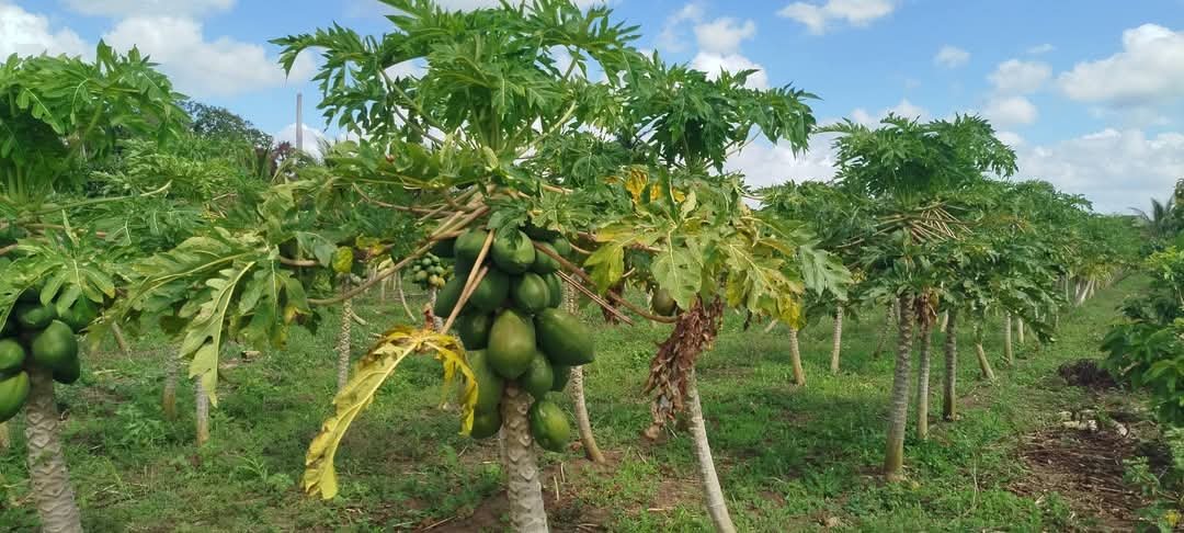 🌱 La Finca "La AgroOrlinda", proyecto de desarrollo local ubicado en la Comunidad de #ModestoReyes vinculado a través de un convenio de colaboración con la <a href="/UNICACu/">Universidad de Ciego de Ávila</a>. Los resultados es el vínculo permanente entre un joven productor, la ciencia, el esfuerzo conjunto.

ℹ️📷 #UNICA