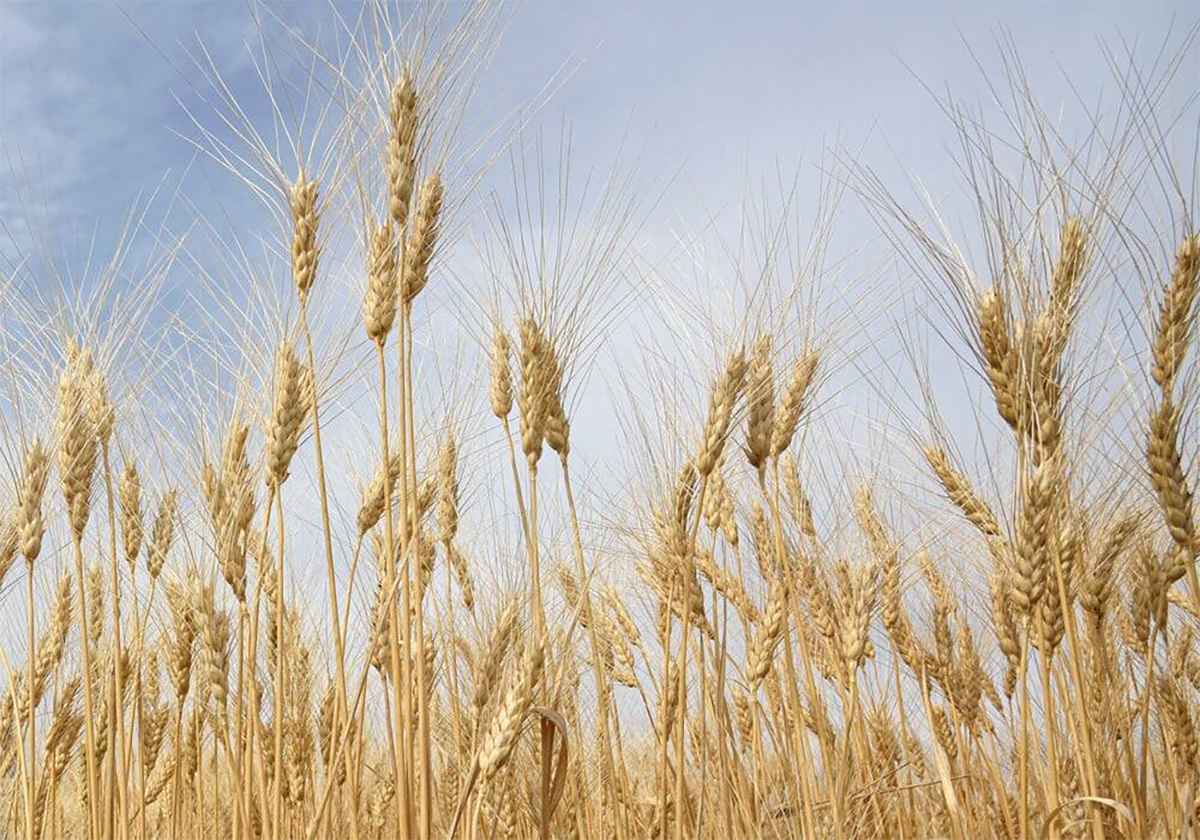 westernproducer's tweet image. Strong Turkish durum crop could boost exports vist.ly/4ym86 #cdnag #westcdnag