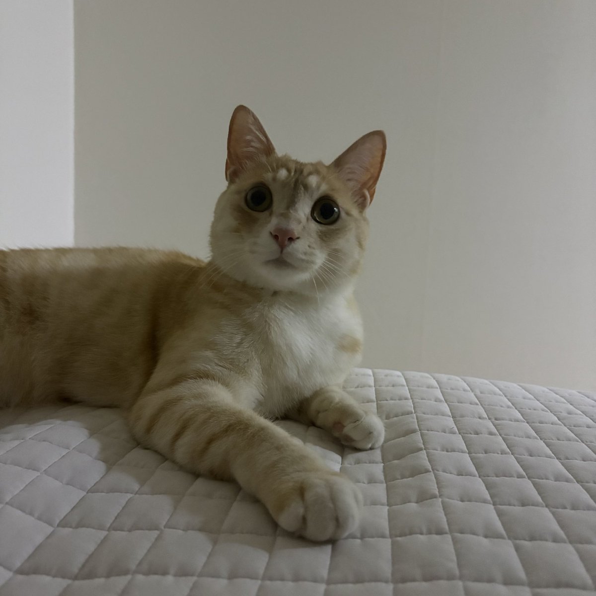 어젯밤 고앵이(상태: 아직 자기 싫음)