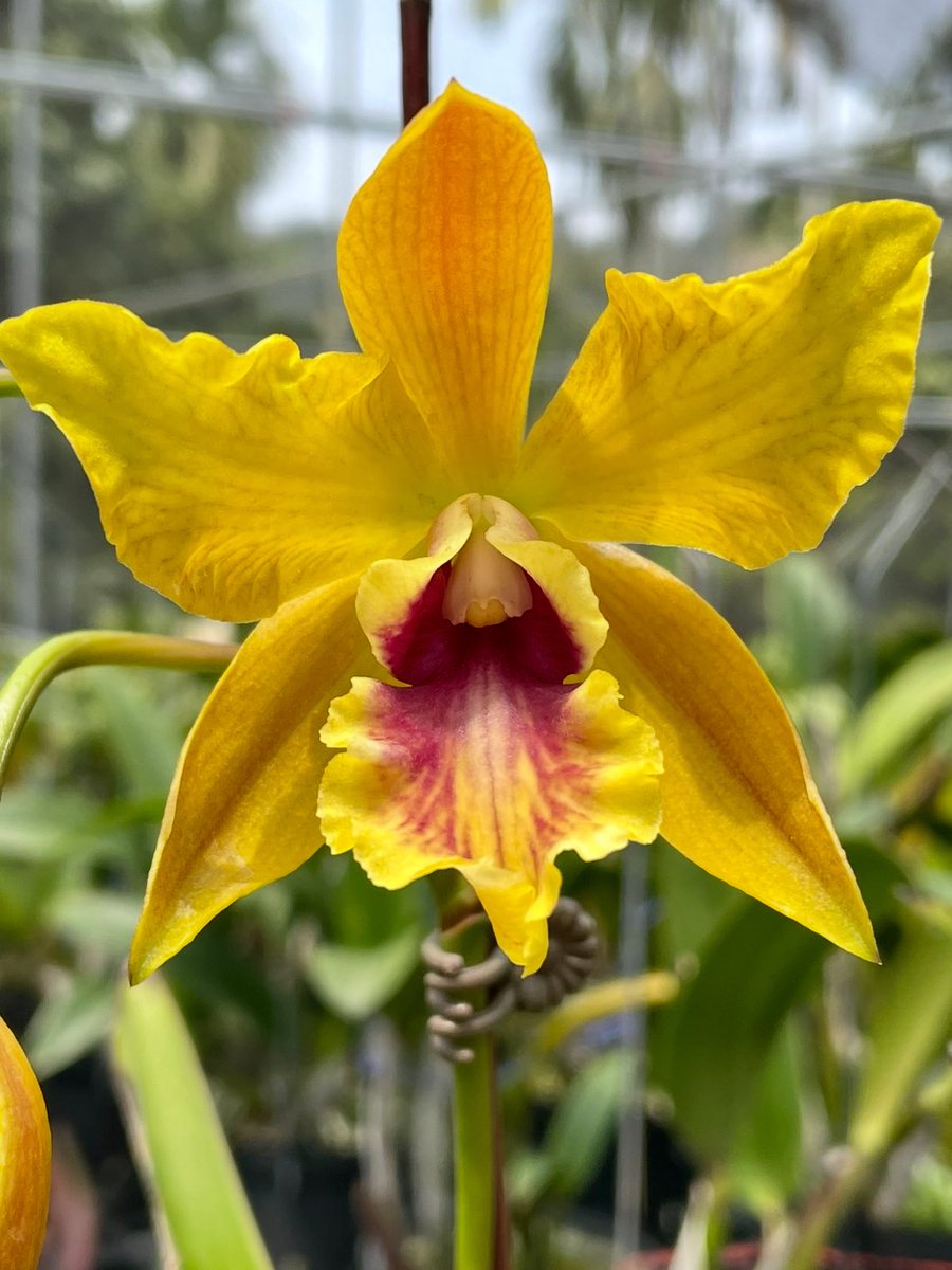 ConfidentialUn's tweet image. Bullara Shinfong Little Love-cordigera 

#orchids #plants