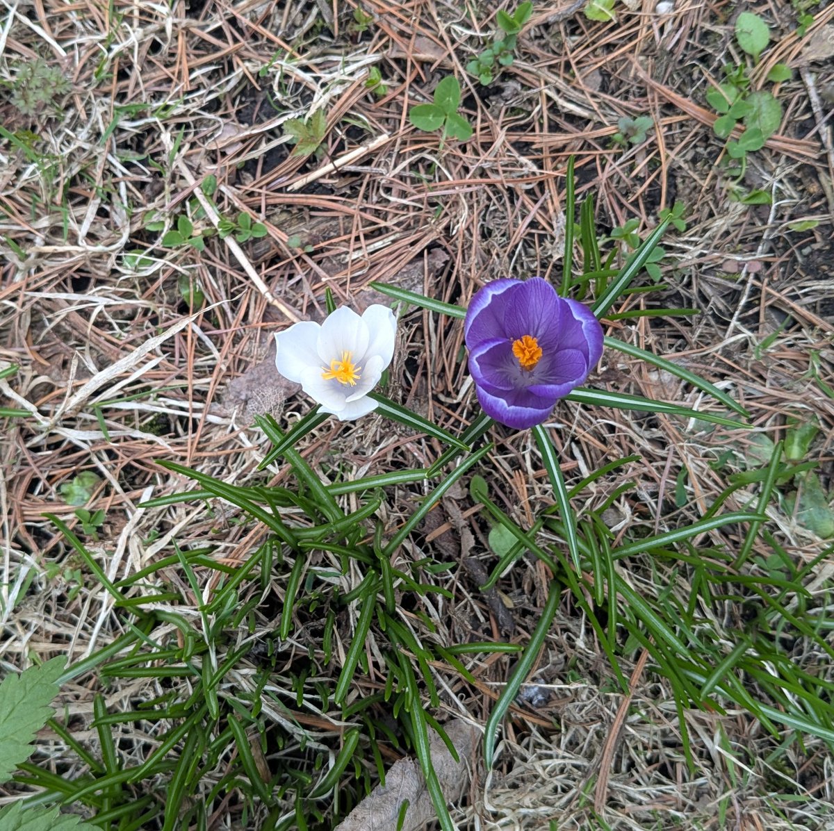 シュナファイブ tweet media