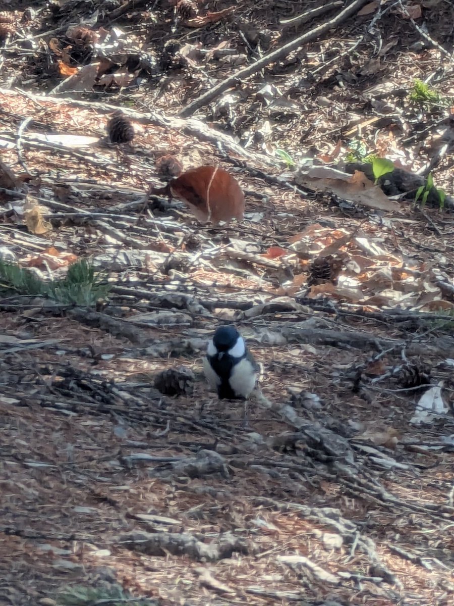 シュナファイブ tweet media