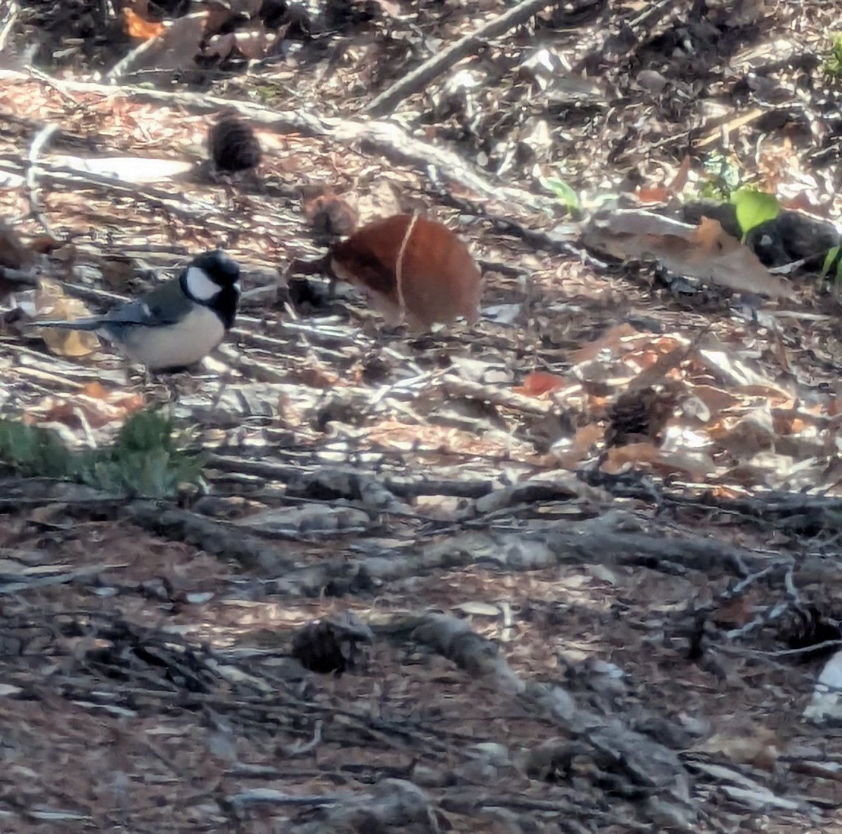 シュナファイブ tweet media