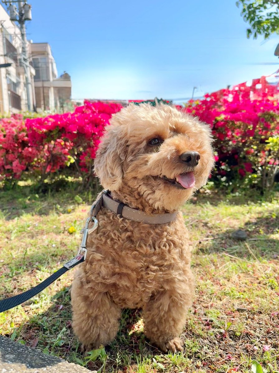 ステネコ成長日記 tweet media